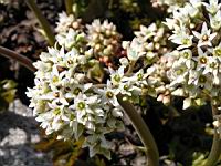 Lierre de Mandchourie - Aceriphyllum Rossii (fam Saxifragees) (Chine) (03) (Photo F. Mrugala)